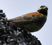 Cirl Bunting