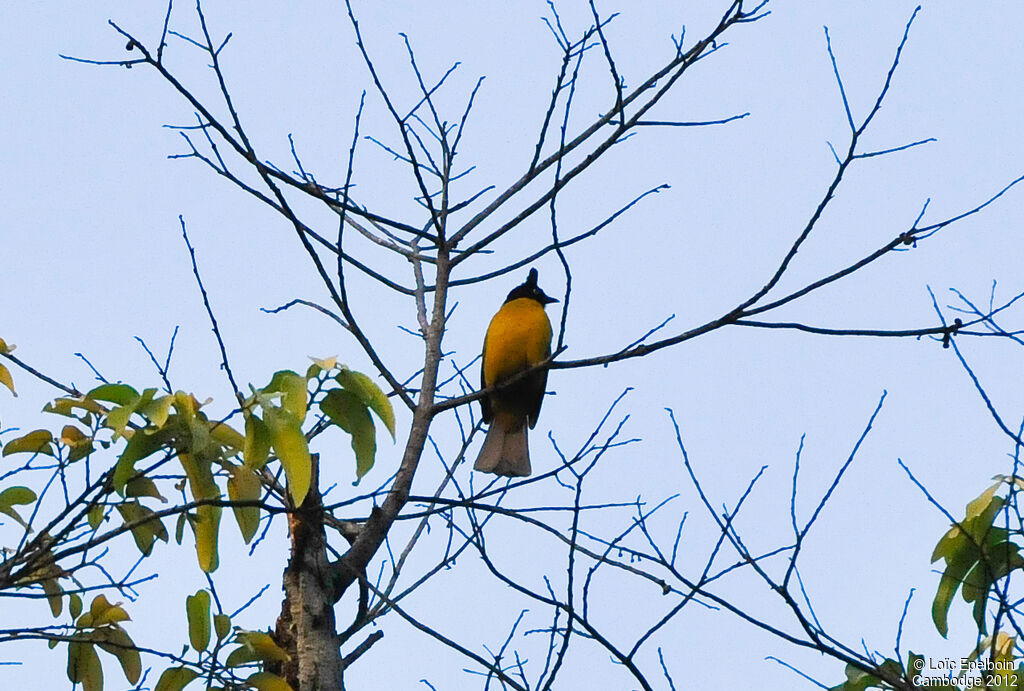 Black-crested Bulbul