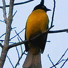 Bulbul à huppe noire