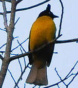 Black-crested Bulbul