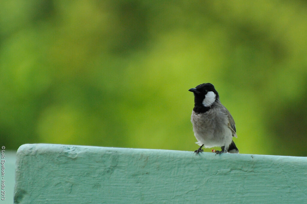 White-eared Bulbul