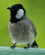 Bulbul à oreillons blancs