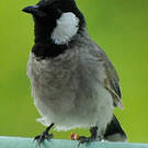 Bulbul à oreillons blancs