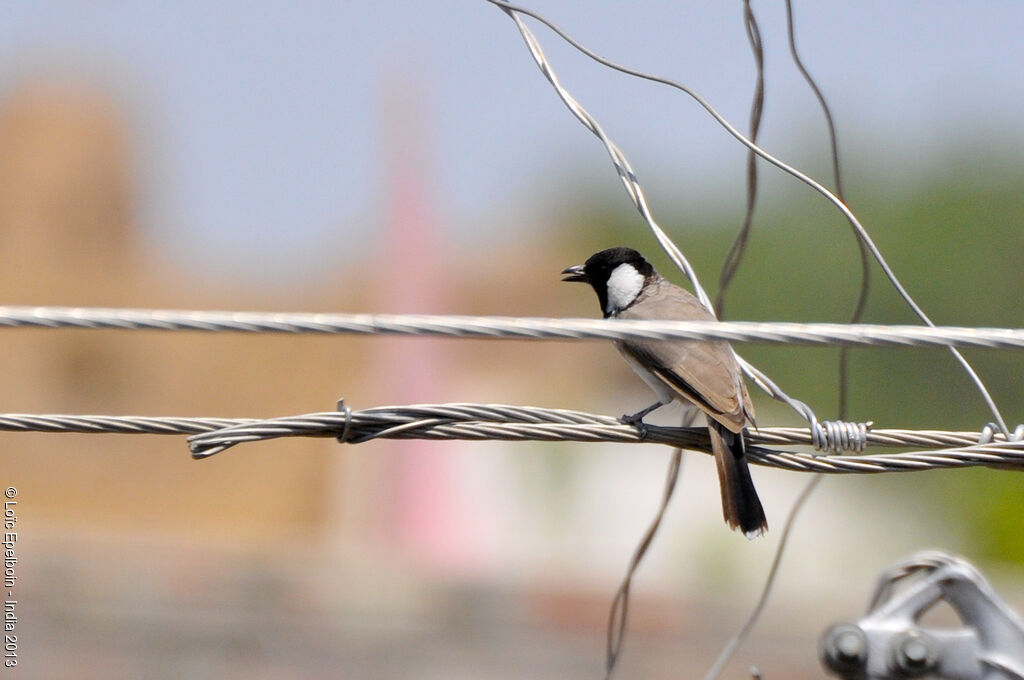 White-eared Bulbul