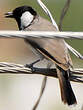 Bulbul à oreillons blancs