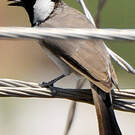 Bulbul à oreillons blancs