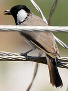 White-eared Bulbul