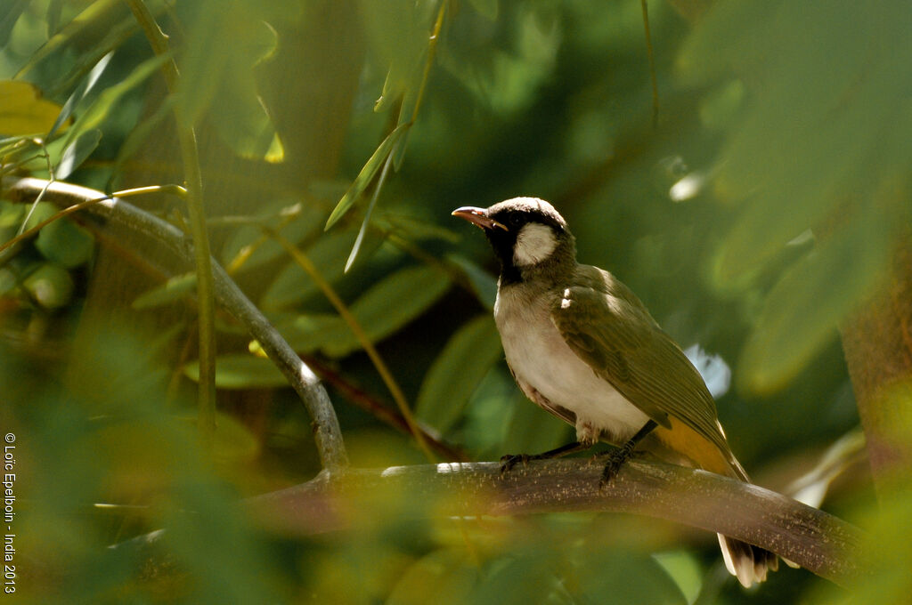 White-eared Bulbul