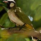 Bulbul à oreillons blancs