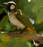 Bulbul à oreillons blancs