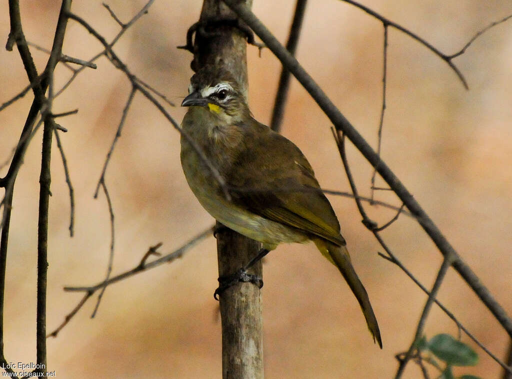 Bulbul à sourcils blancsadulte