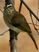 White-browed Bulbul