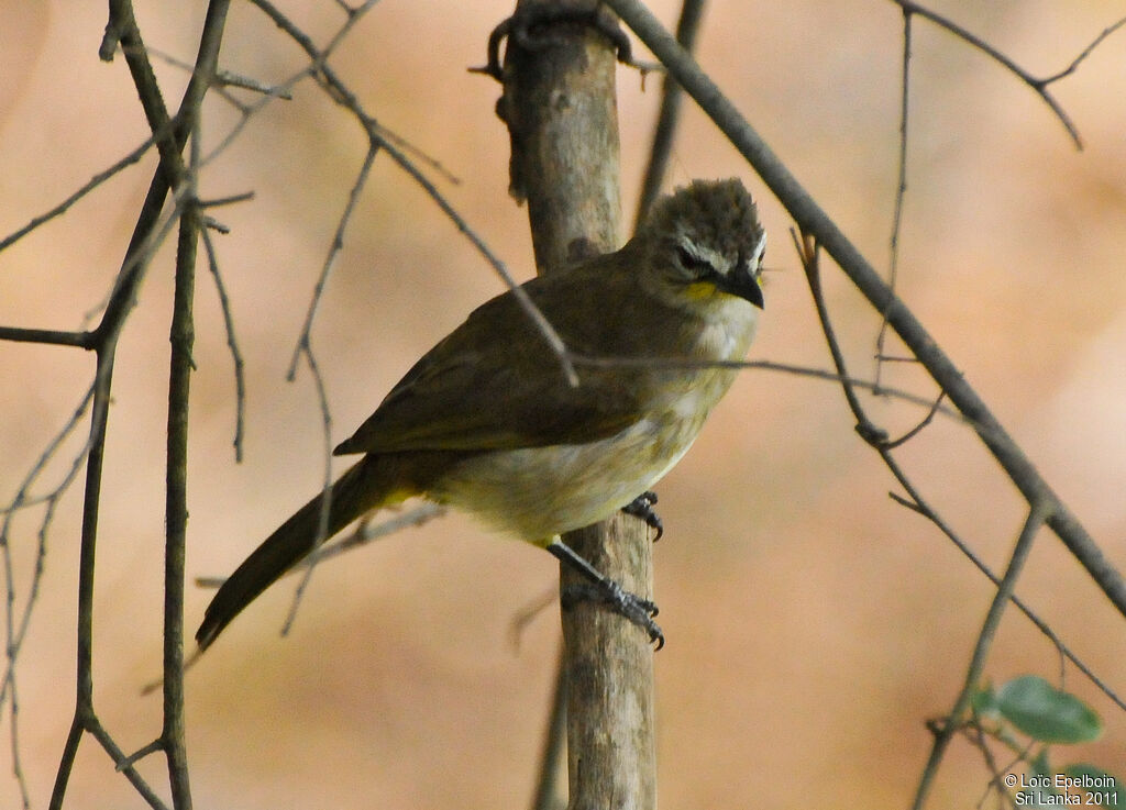 Bulbul à sourcils blancs