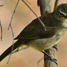 Bulbul à sourcils blancs