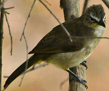 White-browed Bulbul