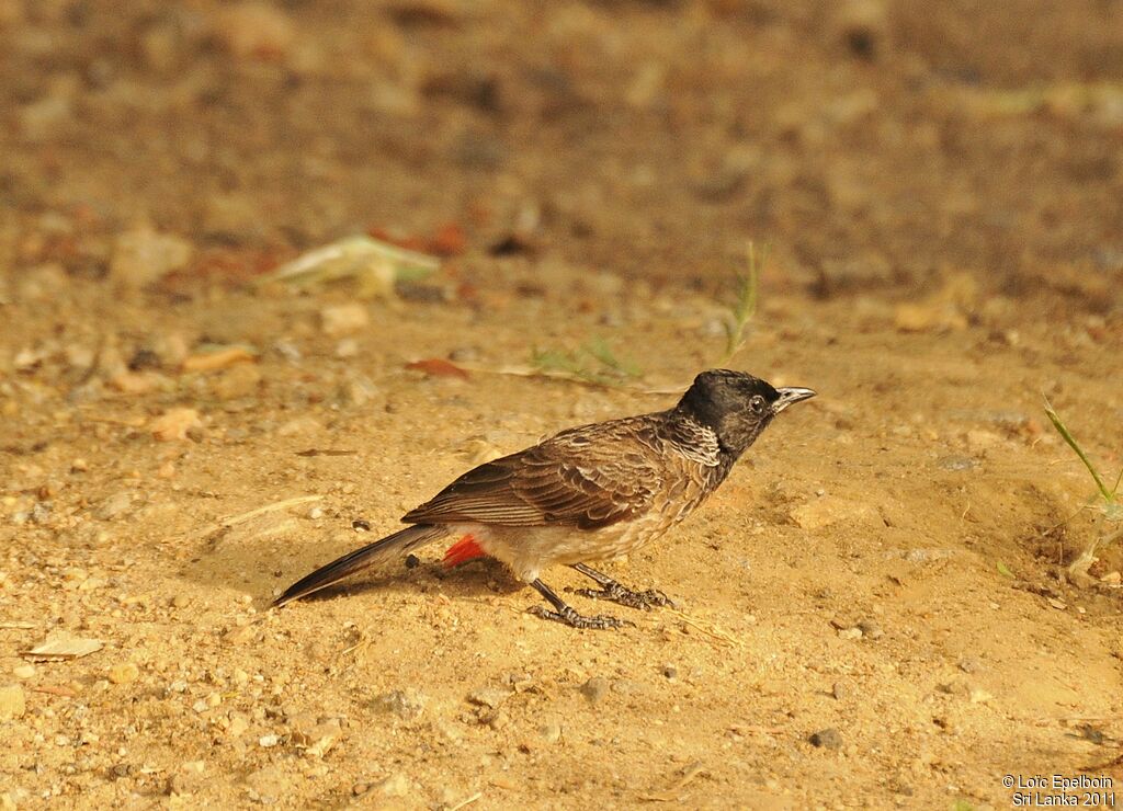 Red-vented Bulbul