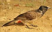 Bulbul à ventre rouge