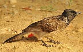 Red-vented Bulbul