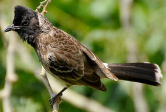 Bulbul à ventre rouge