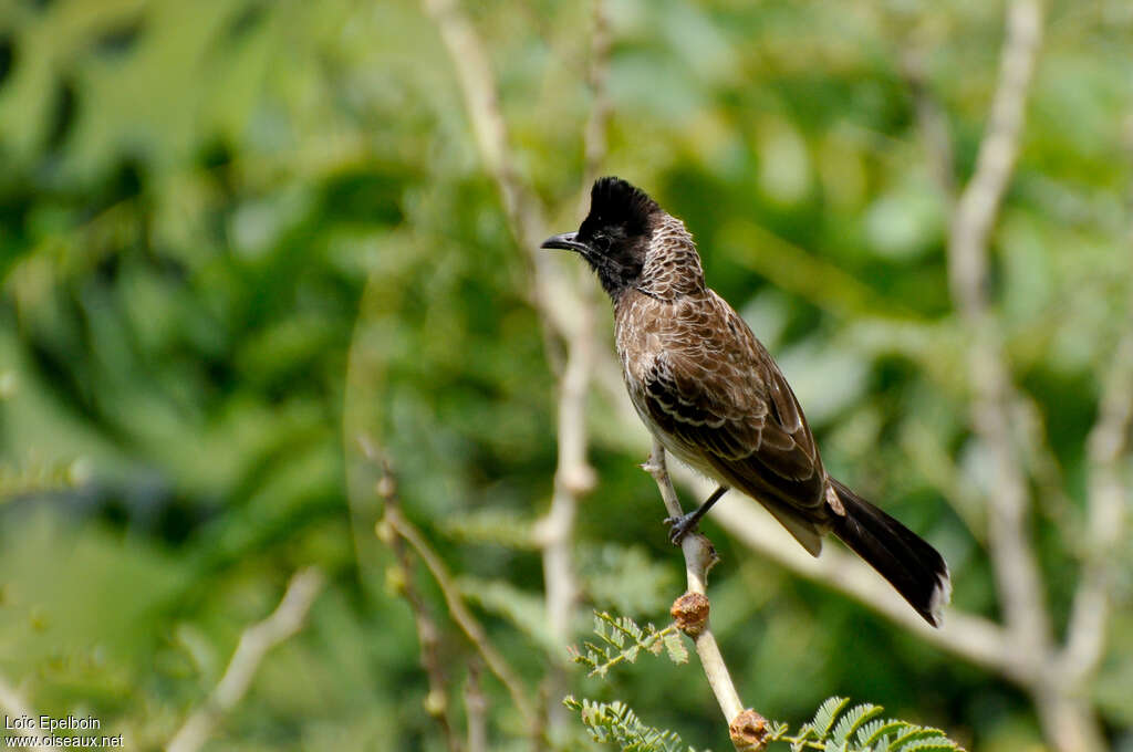 Bulbul à ventre rouge