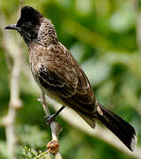 Bulbul à ventre rouge