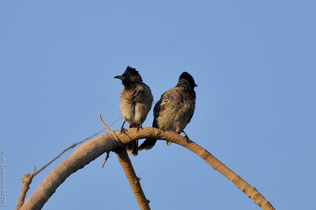 Red-vented Bulbul