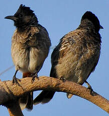 Bulbul à ventre rouge