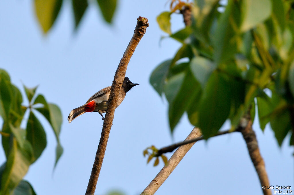 Red-vented Bulbul