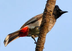 Red-vented Bulbul