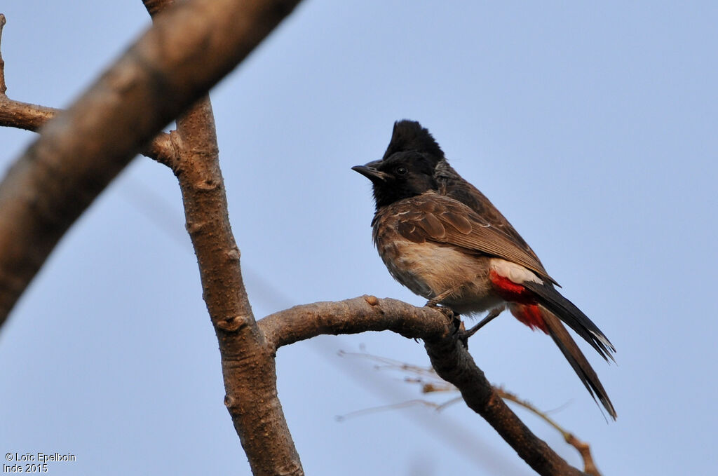 Bulbul à ventre rouge