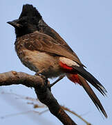 Bulbul à ventre rouge