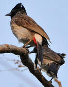 Red-vented Bulbul