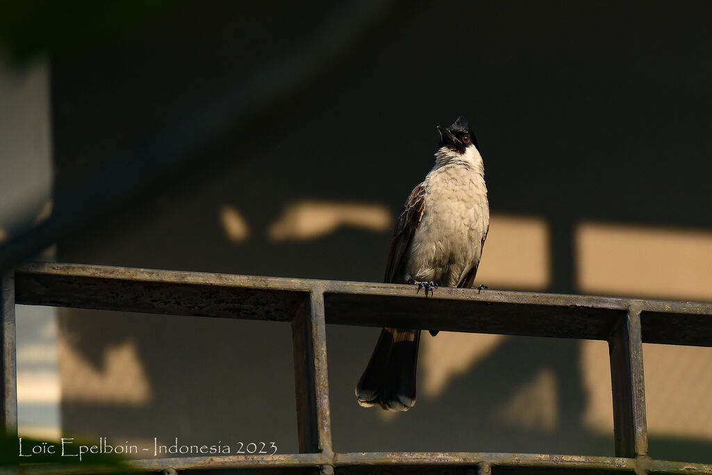 Bulbul cul-d'or