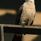 Bulbul cul-d'or