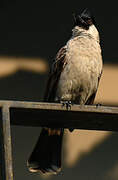 Sooty-headed Bulbul