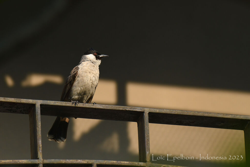 Bulbul cul-d'or