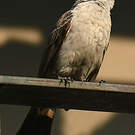 Bulbul cul-d'or