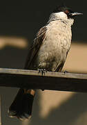 Sooty-headed Bulbul