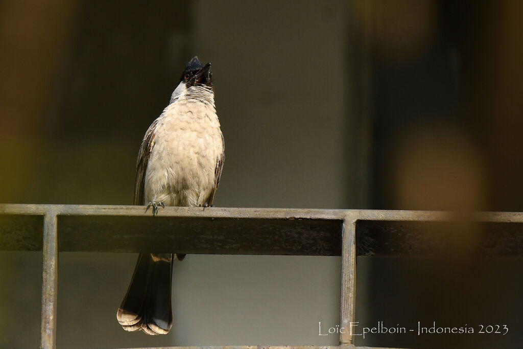 Bulbul cul-d'or