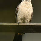Bulbul cul-d'or