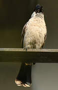 Sooty-headed Bulbul