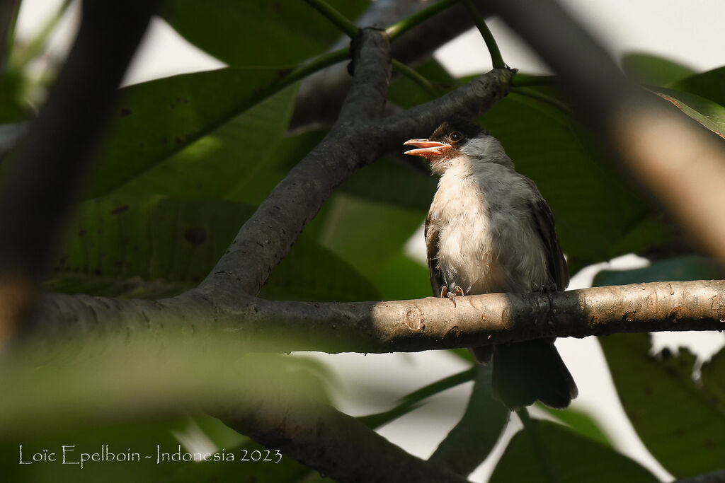 Sooty-headed Bulbul