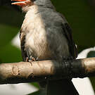 Bulbul cul-d'or