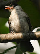 Sooty-headed Bulbul