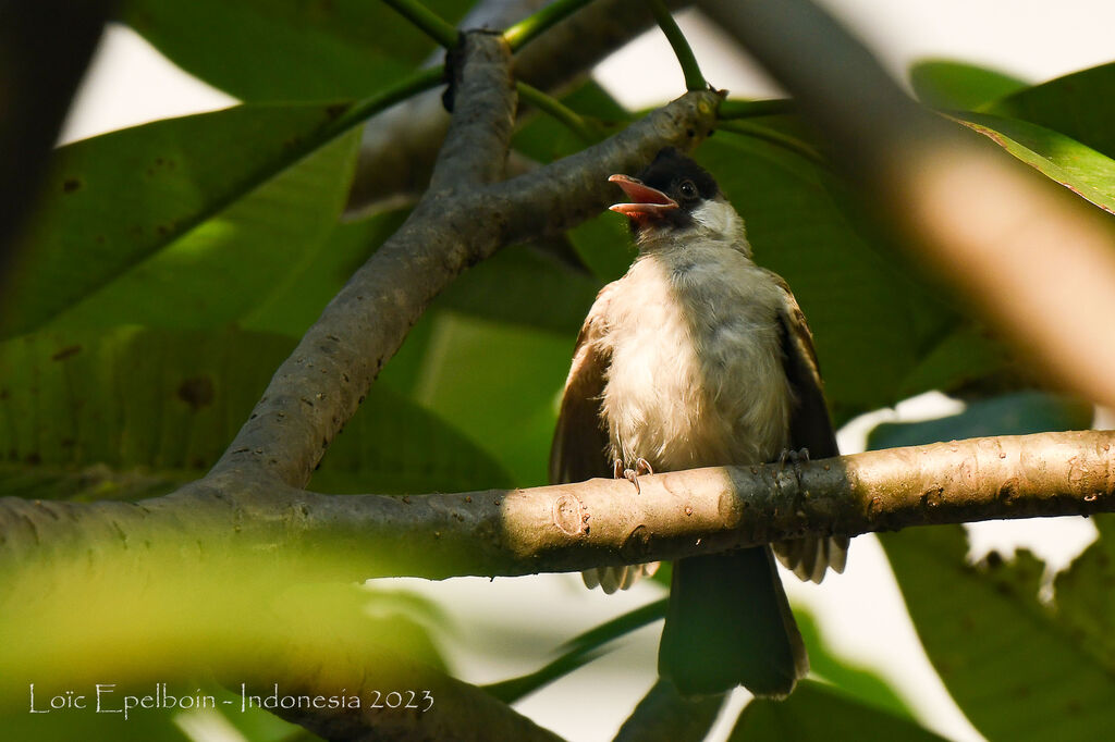 Sooty-headed Bulbul