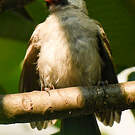 Bulbul cul-d'or