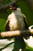 Sooty-headed Bulbul