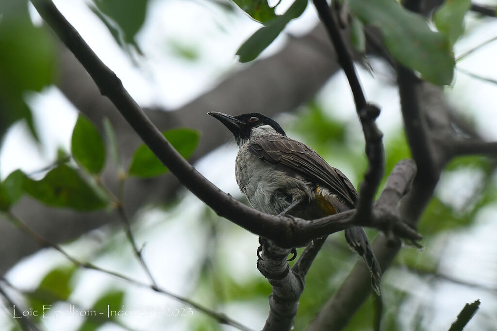 Sooty-headed Bulbul