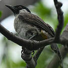Bulbul cul-d'or