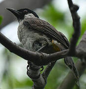 Sooty-headed Bulbul